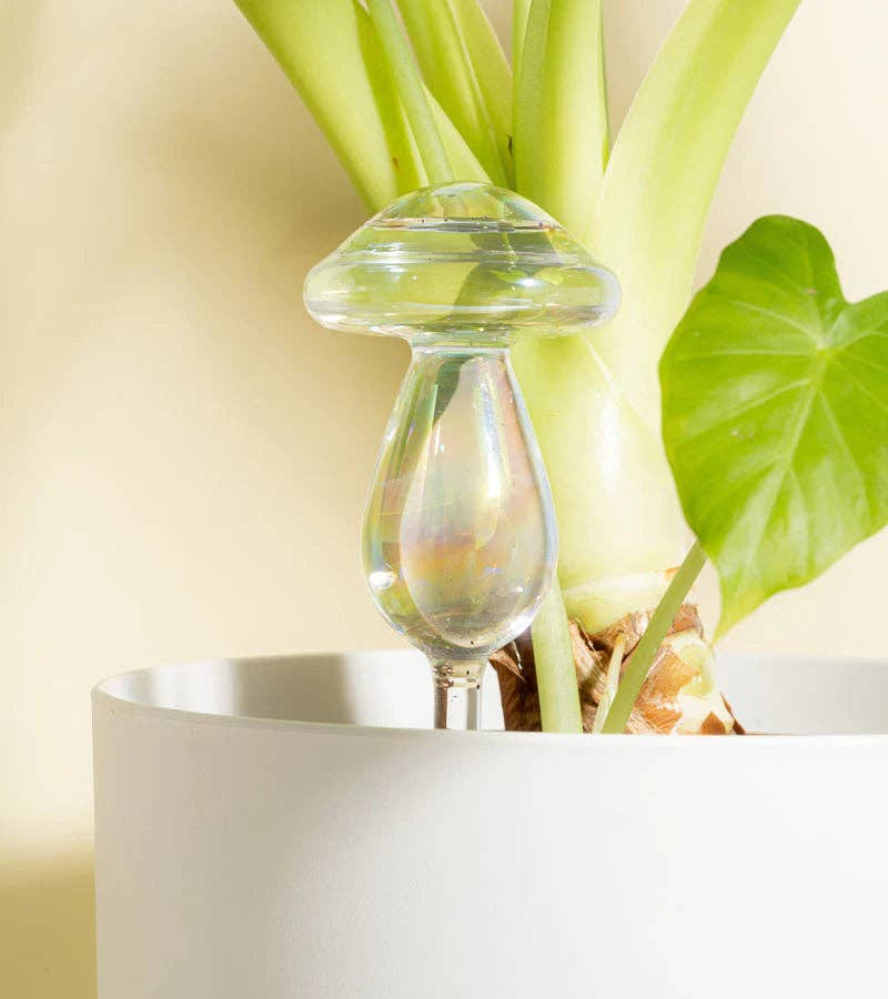 Irrigateur champignon en verre